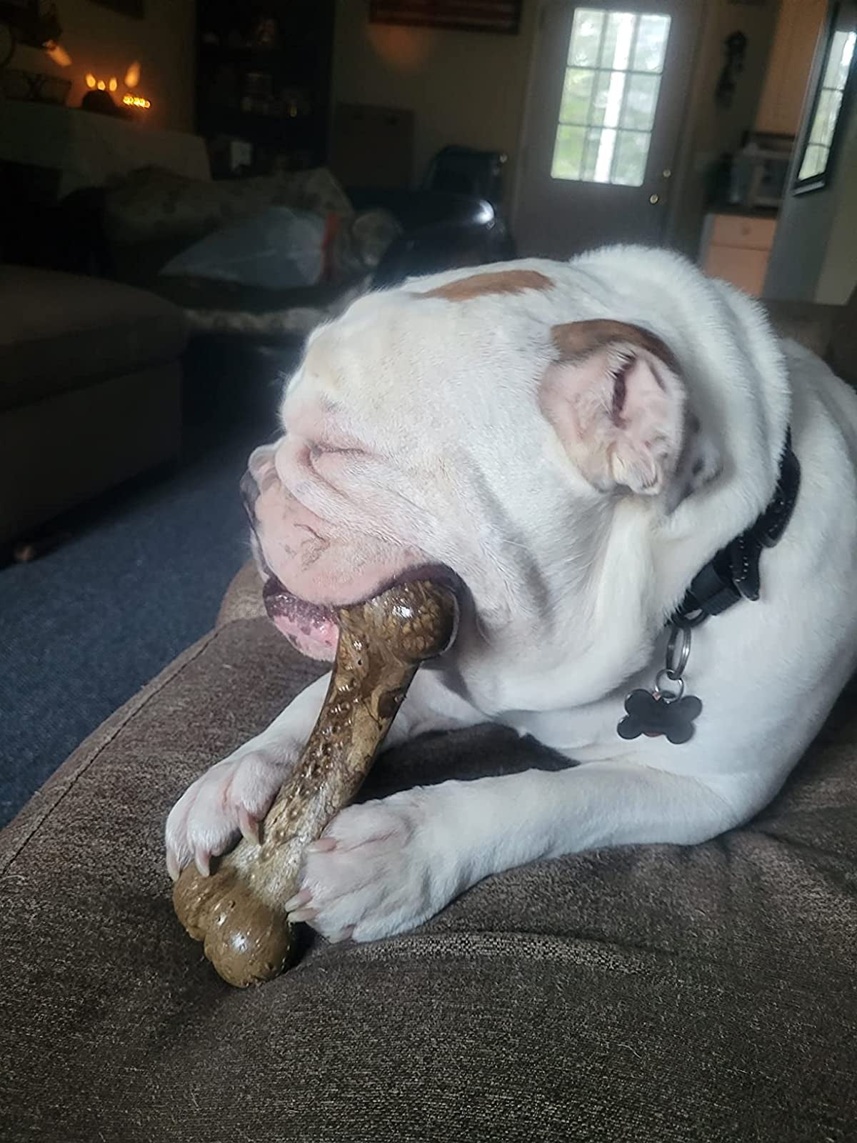 a reviewer's dog chewing on the bone