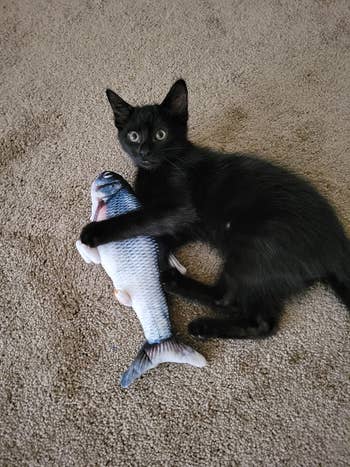 reviewer's black cat playing with the fish toy