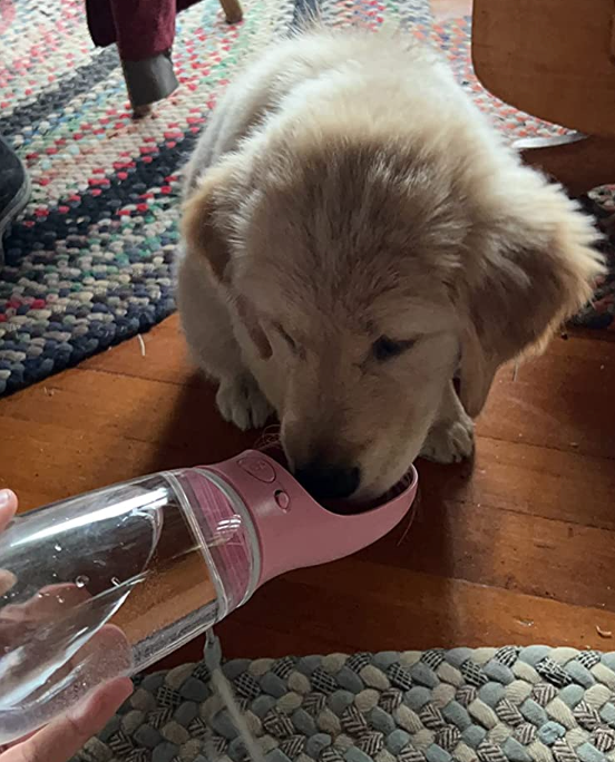 A small puppy drinking from a pink version of the portable water dispenser