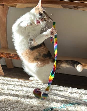 BuzzFeeder's cat jumping in the air to catch the rainbow toy