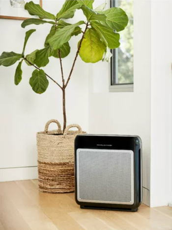 Product in black on hardwood floor next to tall house plant
