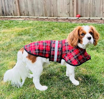 a reviewer photo of a cavalier king Charles spaniel wearing a plaid raincoat 