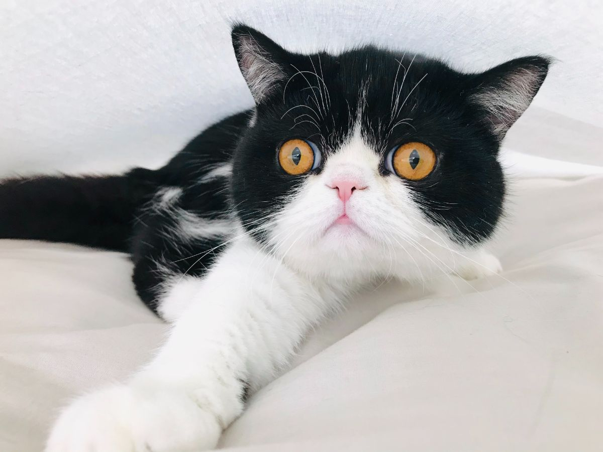 guess my favorite animal buzzfeed