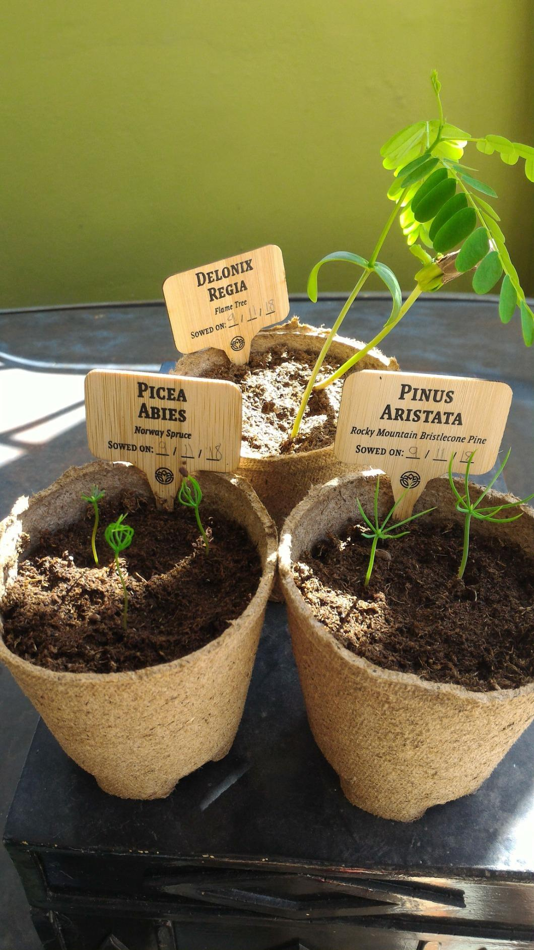 Three labeled pots with sprouts