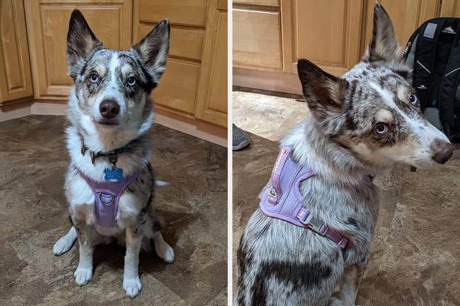 Reviewer image of front and back view of medium dog wearing light purple clip in vest in front of brown cupboards 