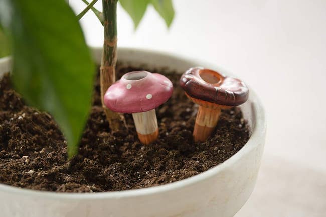 Two small mushroom watering spikes placed in potted plant soil