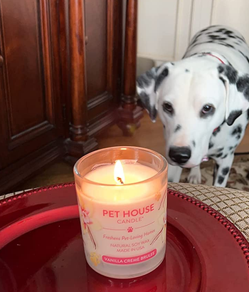 reviewer's dog staring at the lit vanilla creme brulee-scented candle
