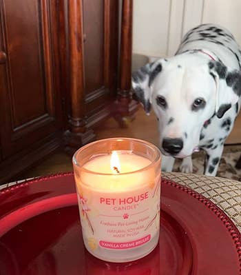 reviewer's dog staring at the lit vanilla creme brulee-scented candle