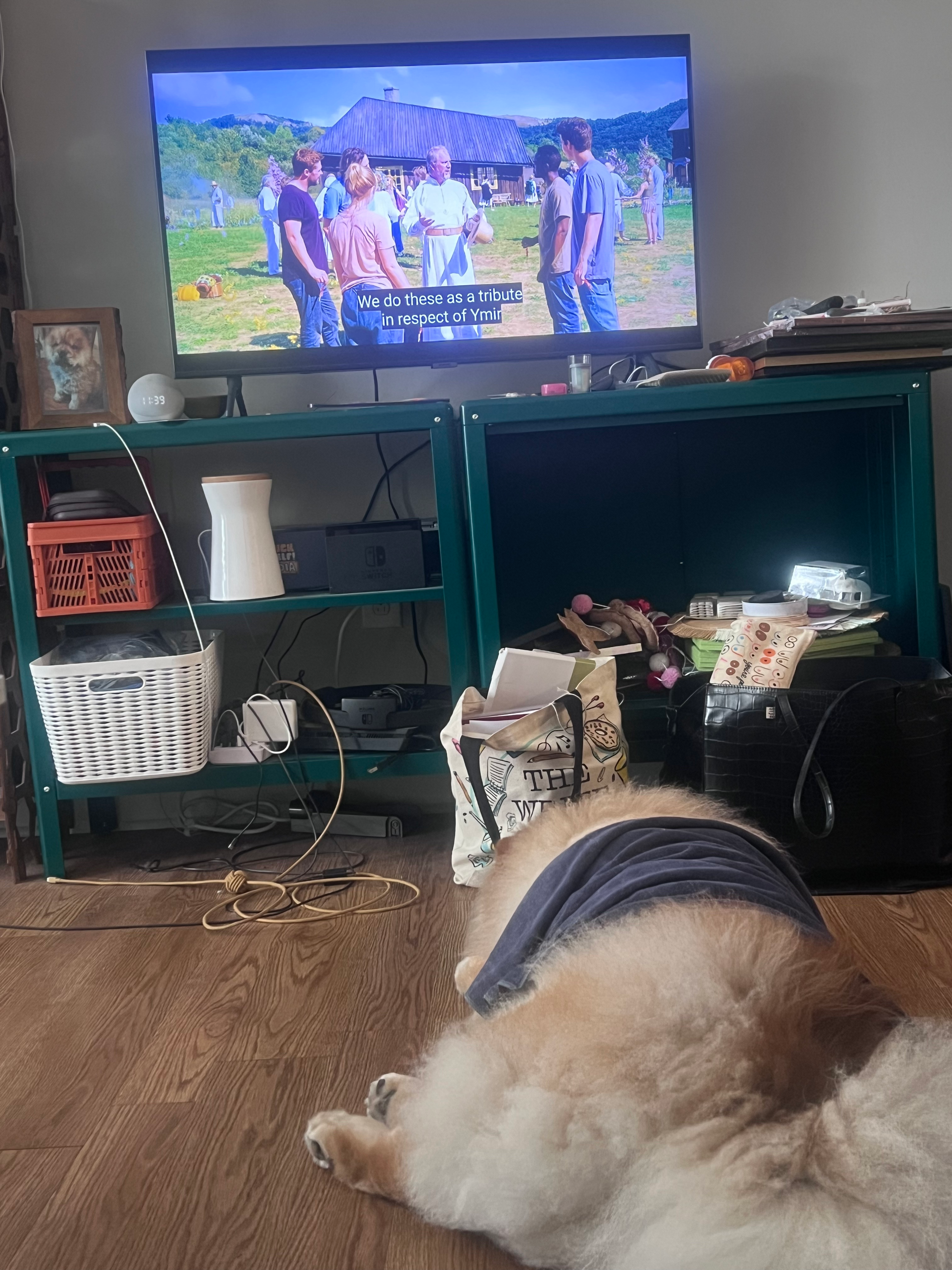 Dog lying connected  the level  with towel connected  him watching a TV amusement   