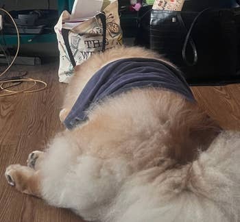 Dog lying connected the level with towel connected him watching a TV amusement