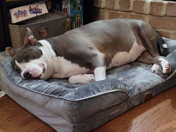 reviewer pit bull sleeping on dog bed