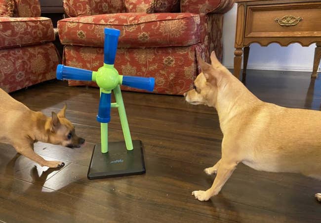 Do Puzzle Toys Make Dogs Smarter: Boost Canine Intelligence Now