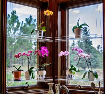 two hanging two-tiered window shelves with plants