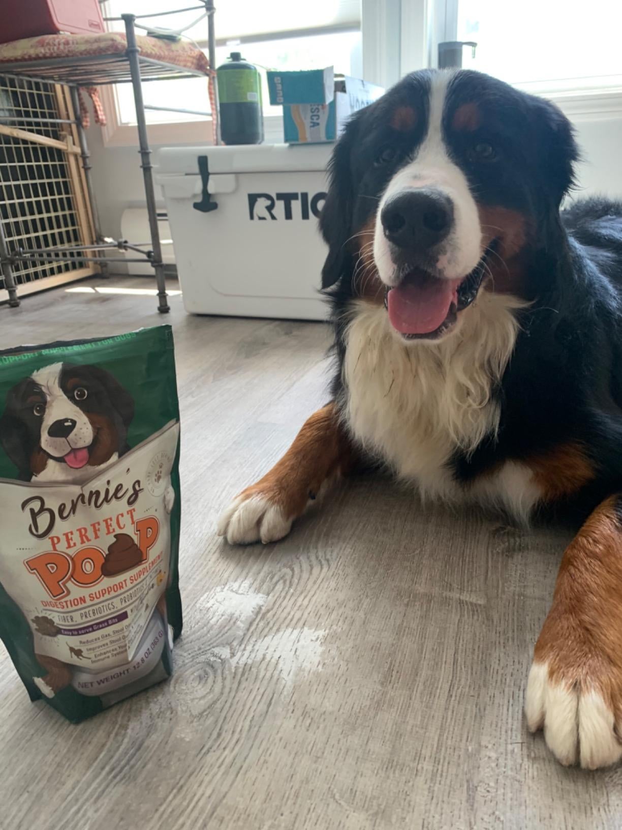 dog poses with bag that has a picture of a bernese mountain dog on a toilet