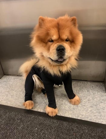 reviewer image of a dog wearing the onesie in black