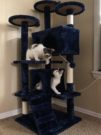 21 Best Cat Trees To Keep Kitty From Climbing The Walls