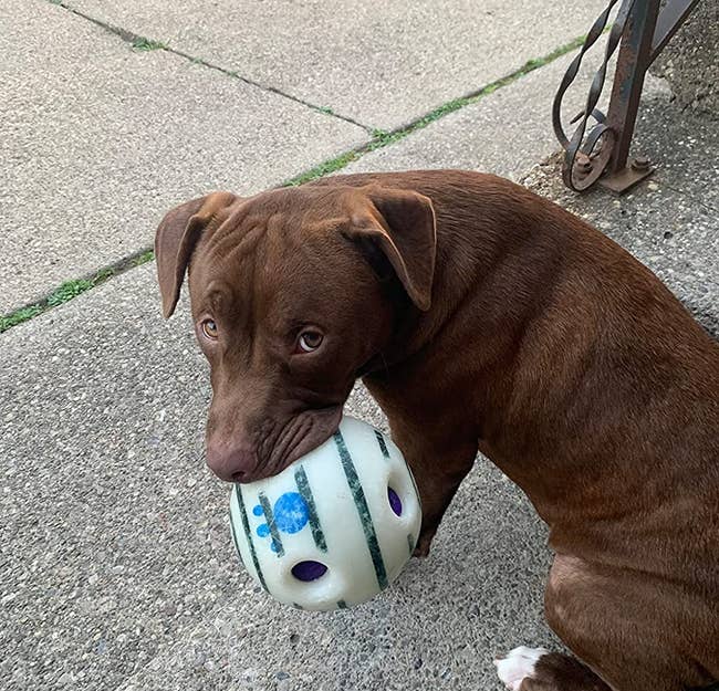 reviewer image of a brown dog sitting with the ball in its mouth