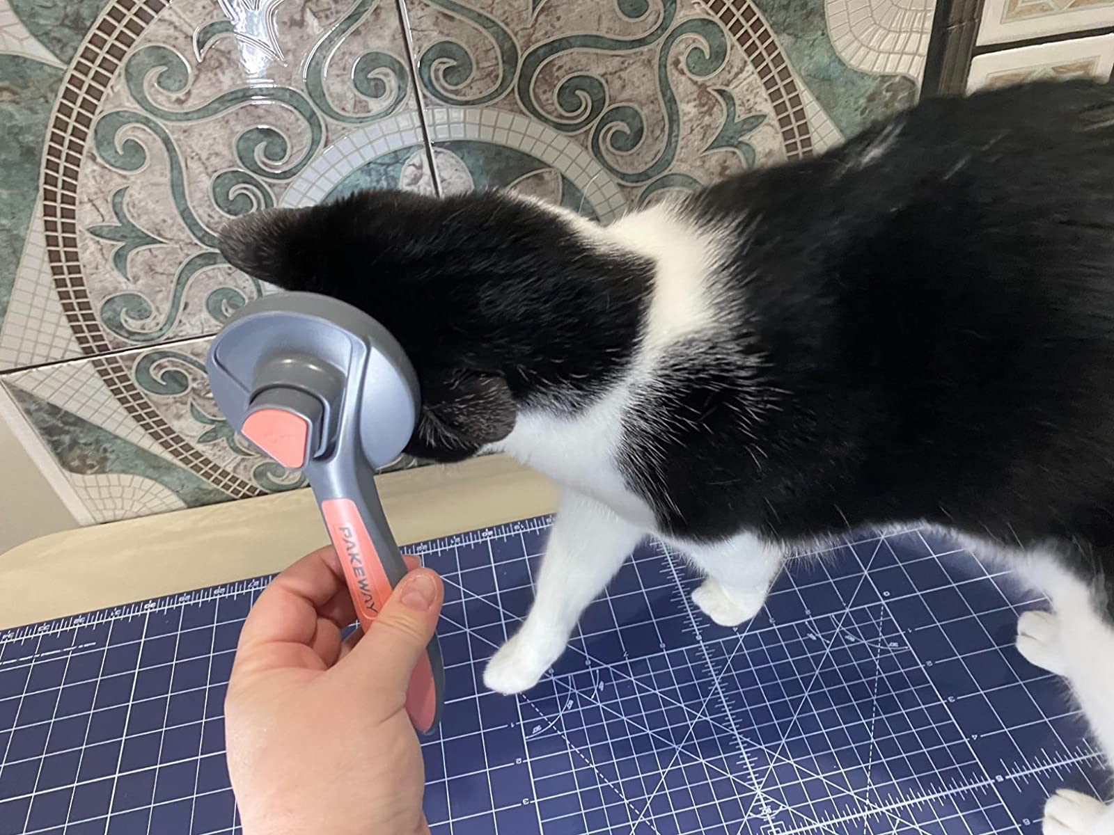 a reviewer holding the brushwood  and the feline  rubbing up   against it