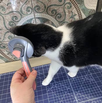 a reviewer holding the brush and the cat rubbing up against it