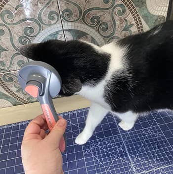 a reviewer holding the brush and the cat rubbing up against it
