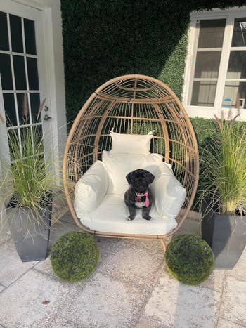 Dog sitting in an outdoor egg chair with cushions, flanked by potted plants and decorative spheres