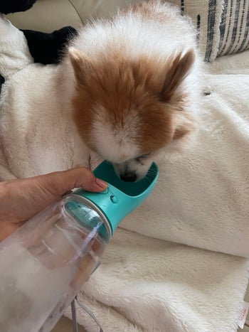 Reviewer dispensing water for dog with the one button release feature