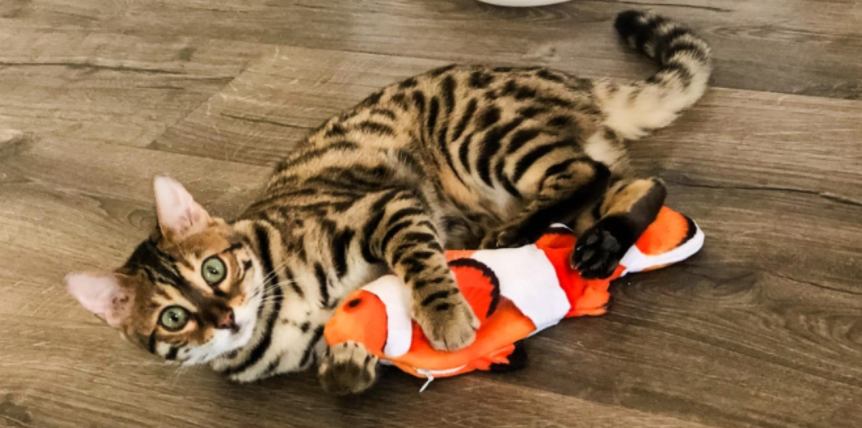 reviewer's feline  holding the food  down   with each  4  paws 