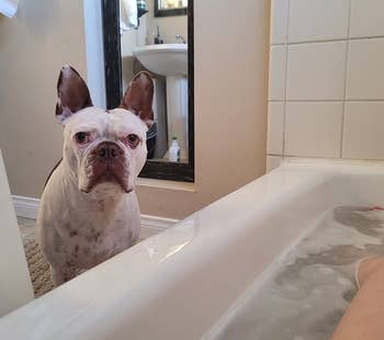 same reviewer soaking in the tub while their dog looks on