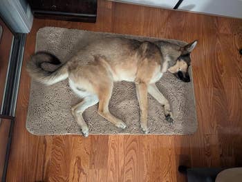 Reviewer's German Shepherd dog lying on a textured mat indoors