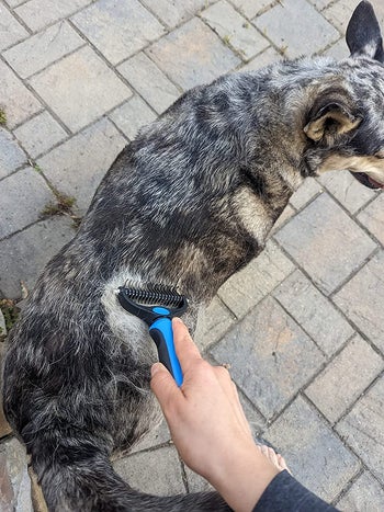Reviewer using brush to de-shed dog