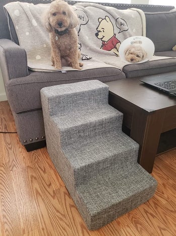 Reviewer image of product in front of gray couch with two dogs laying on couch