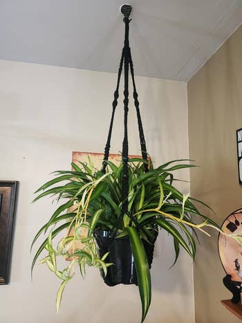 A spider works  hanging successful  a macramé holder, enhancing a room's decor with its cascading leaves