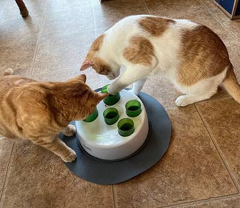 two cats playing with the interactive feeder