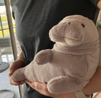 Person holding a plush artifact shaped similar a manatee successful a cozy indoor mounting adjacent a window