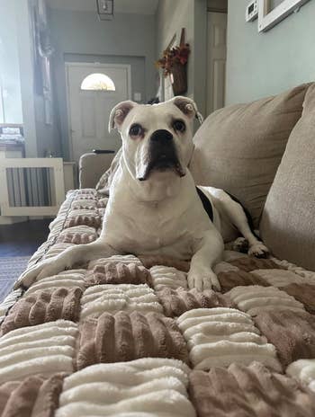 A dog sits attentively on a textured blanket on a sofa in a cozy living room