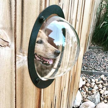 a reviewer's dog using a fence bubble