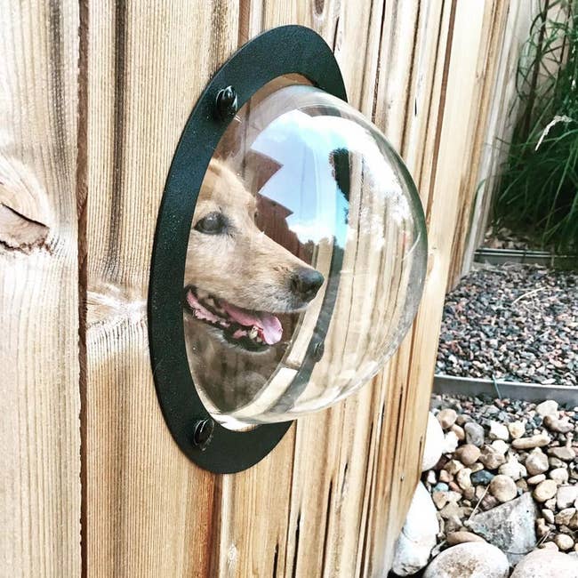 a reviewer's dog using a fence bubble