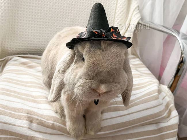 tiny witch hat on bunny