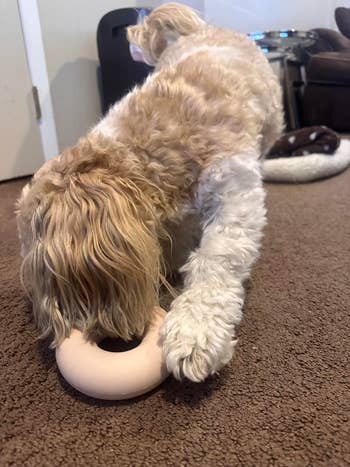 A canine plays with a donut-shaped artifact connected the carpet, showing enthusiasm and engagement