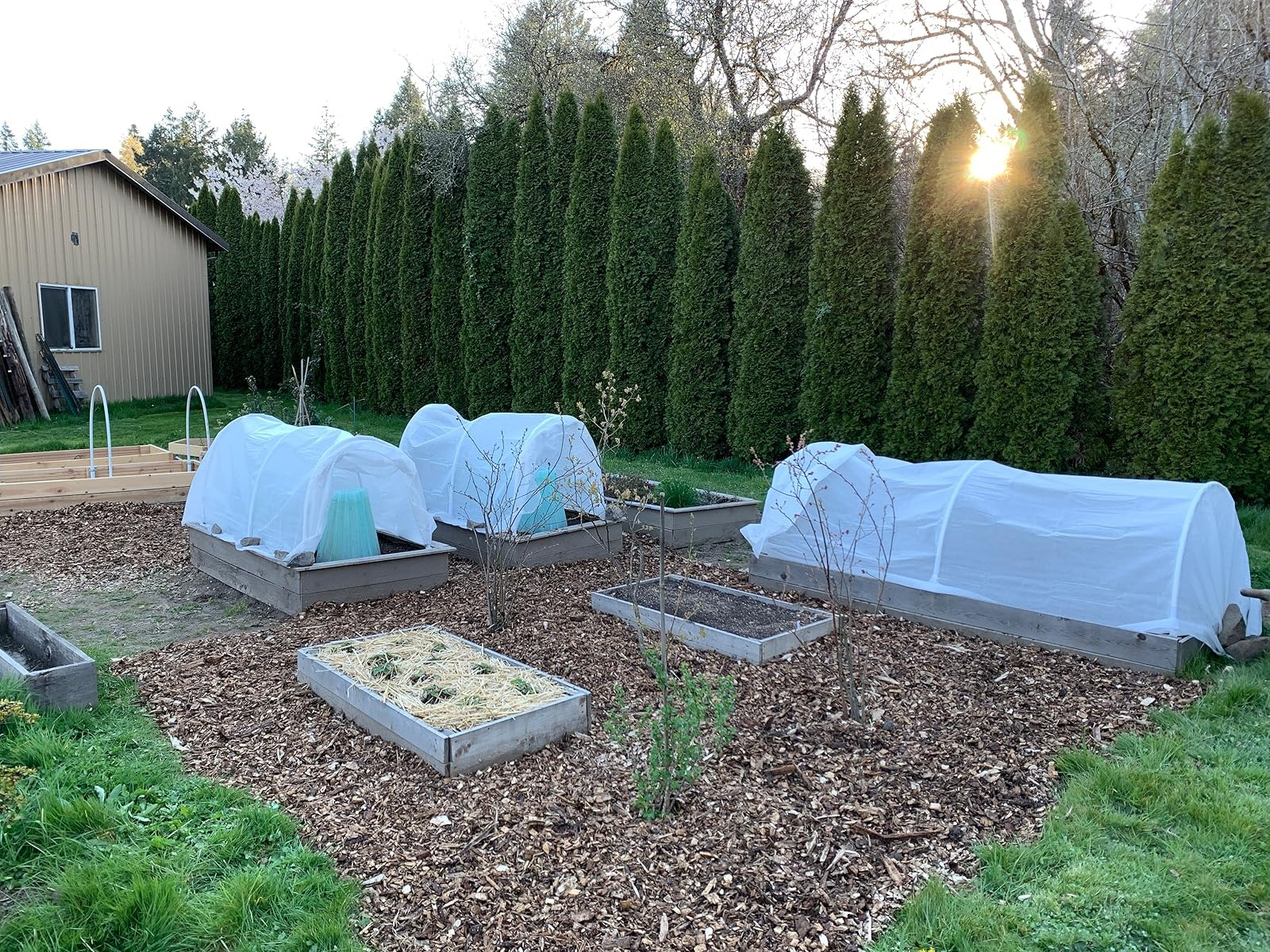 Garden with raised beds covered successful  protective fabric, surrounded by gangly  hedges and a woody  operation   successful  the background