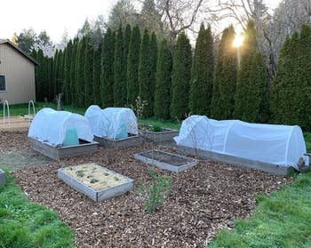 Garden with raised beds covered successful protective fabric, surrounded by gangly hedges and a woody operation successful the background