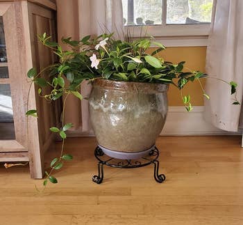reviewer photo of potted plant on black iron plant stand