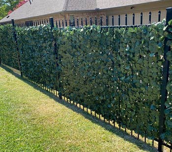 a reviewer photo of the vines on a slatted fence 