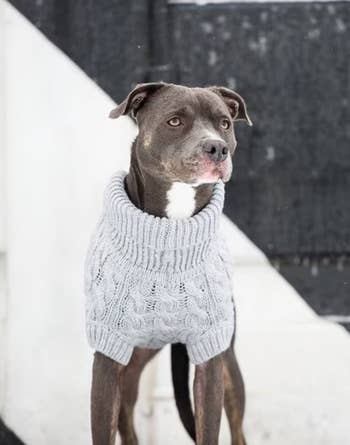 pitbull mix in grey sweater