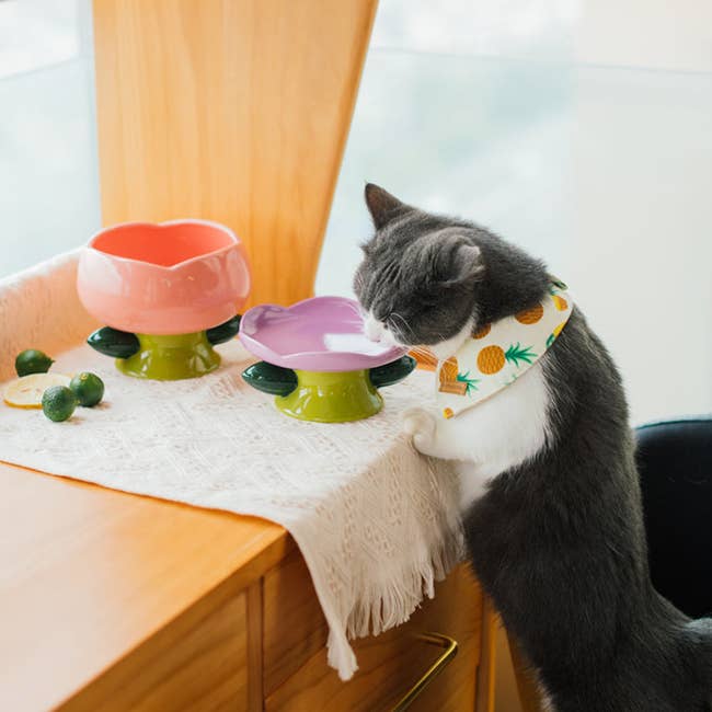 A cat drinking water out of the purple flower plate