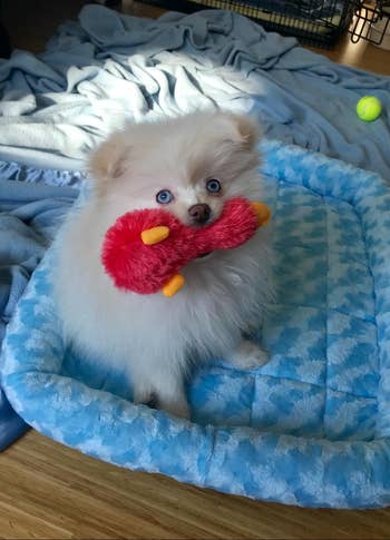 small white Pom doggie with a red duck-shaped toy in mouth