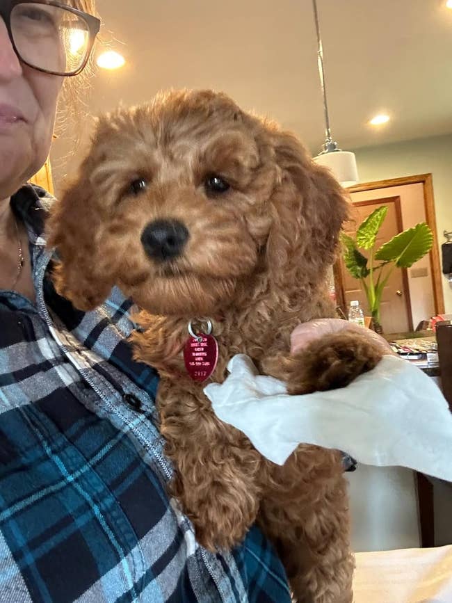 Particular person keeping a small, fluffy dogs with wipe