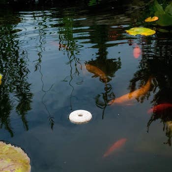 mosquito dunk successful  koi pond