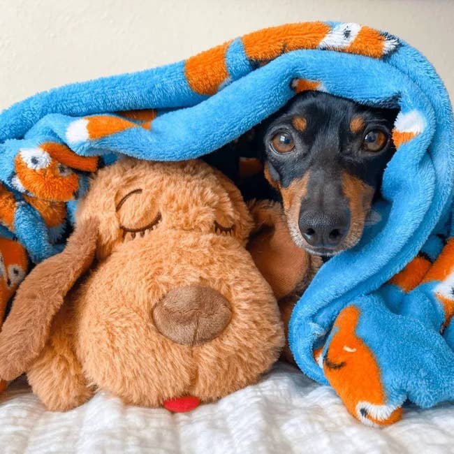 Image of dog with stuffed animal