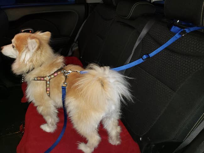 Reviewer photo of Pomeranian using safety seat belt